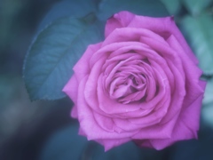 薔薇