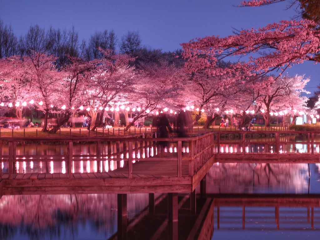 橋に佇む夜桜見物