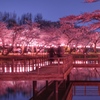 橋に佇む夜桜見物