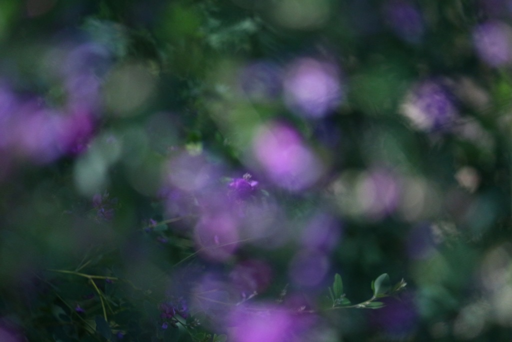 フンワリと見えた萩の花