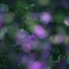フンワリと見えた萩の花
