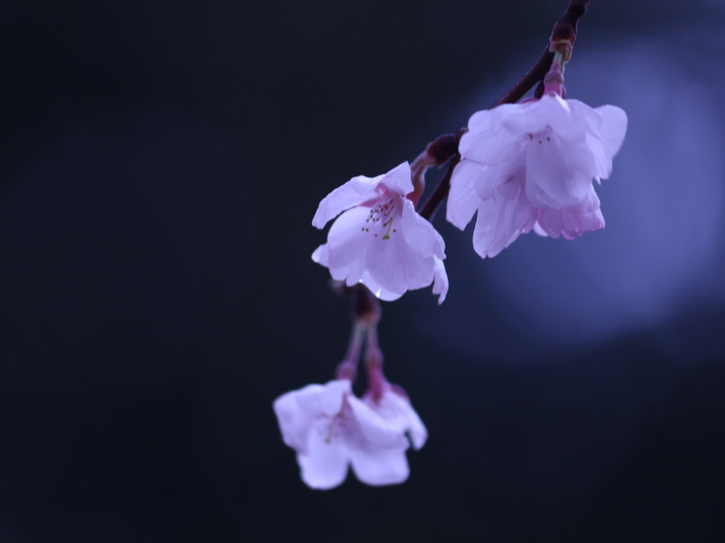 雨に濡れる桜