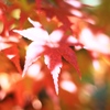 紅葉に紅葉の模様