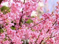 校門に咲く満開の桜