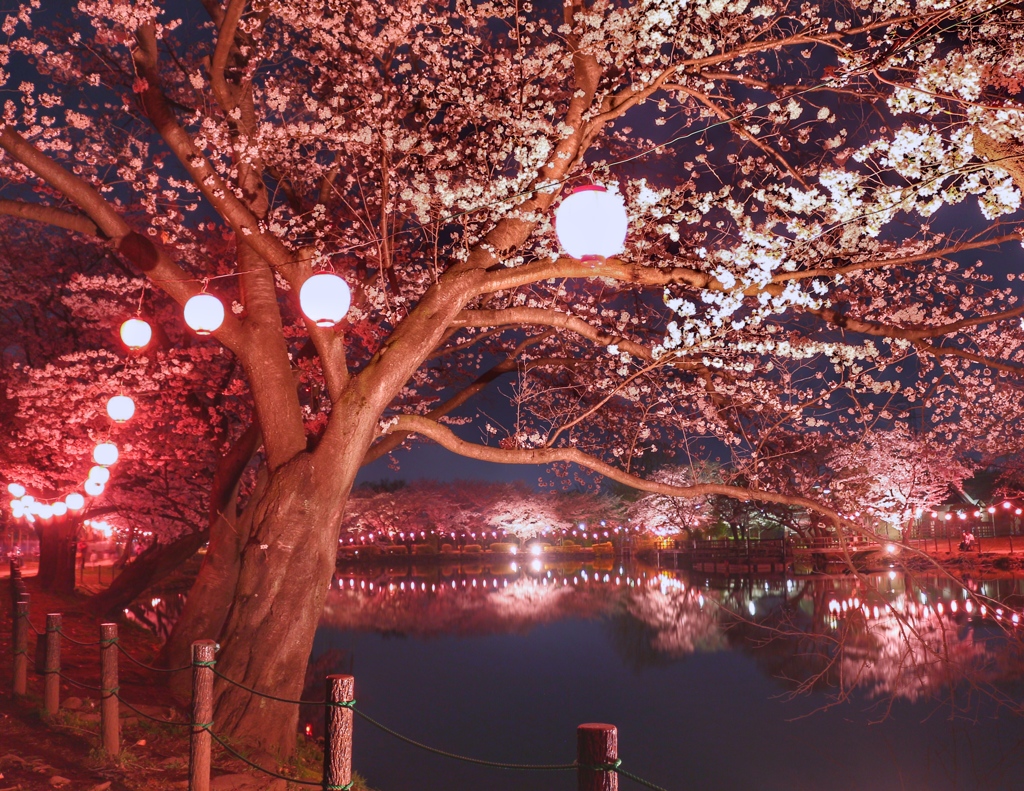 夜桜 花見
