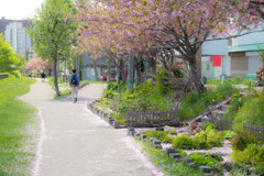 花びら舞い散る