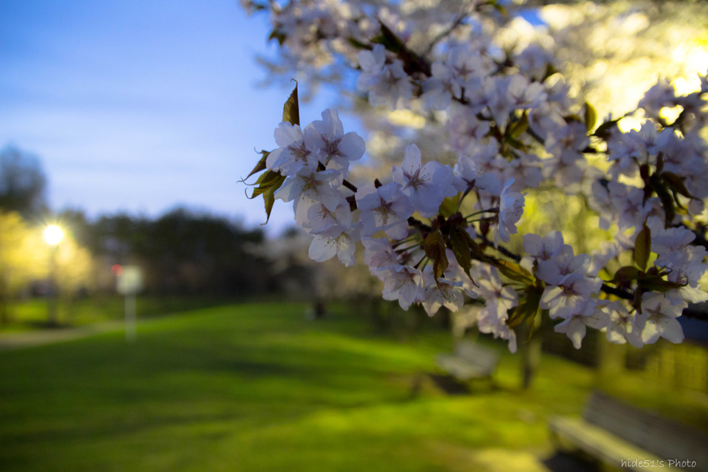 sakura