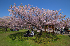 Matumae Park