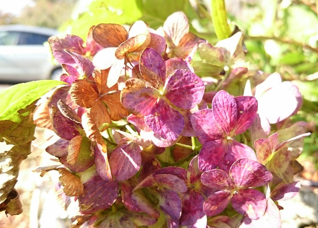 枯れ紫陽花