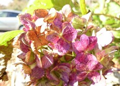 枯れ紫陽花