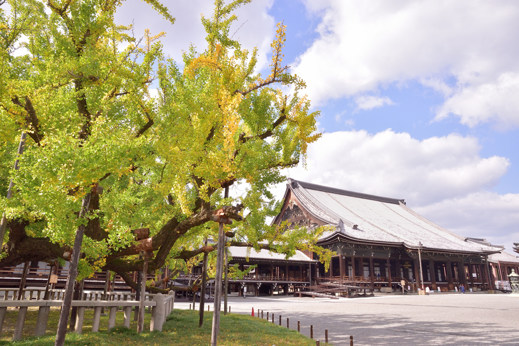 西本願寺　大銀杏