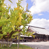 西本願寺　大銀杏