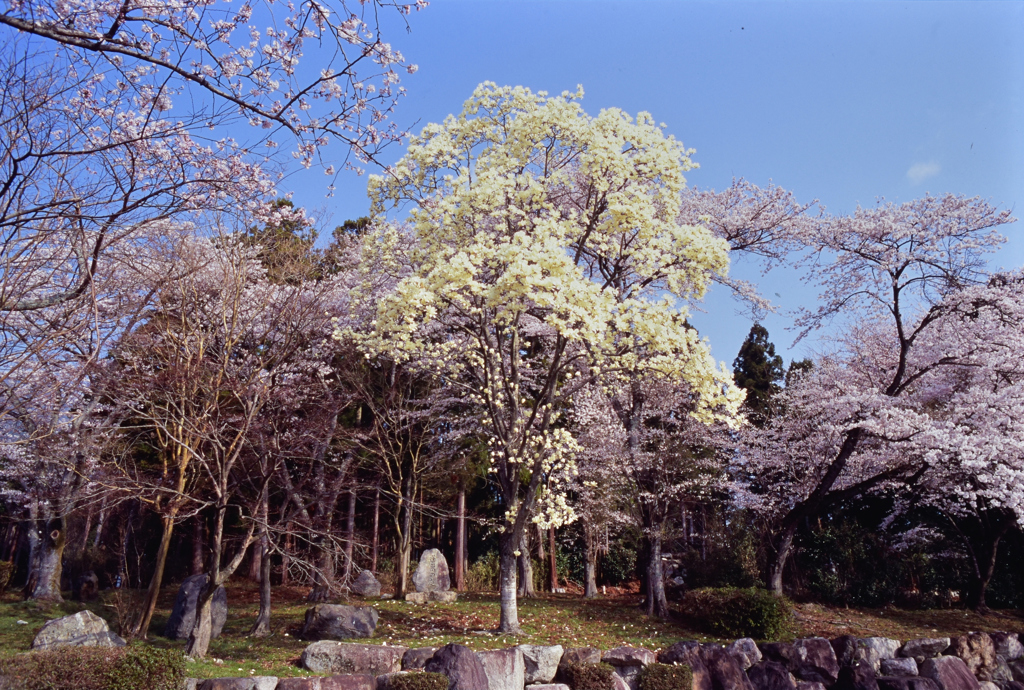 辛夷、桜を添えて