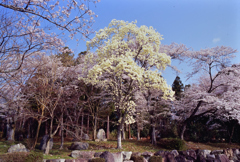 辛夷、桜を添えて