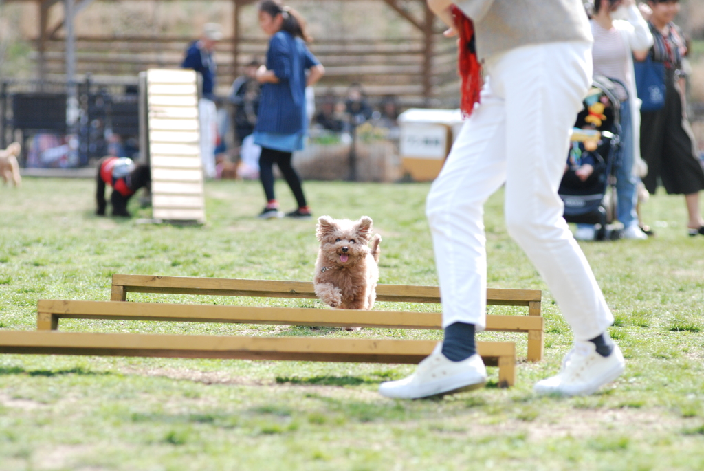 Dog run