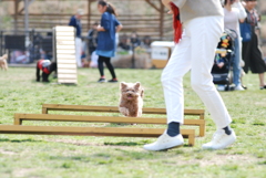 Dog run
