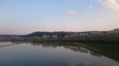 去年の桜