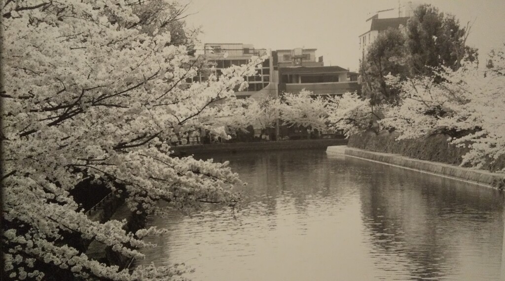 疎水の桜
