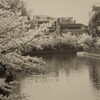 疎水の桜