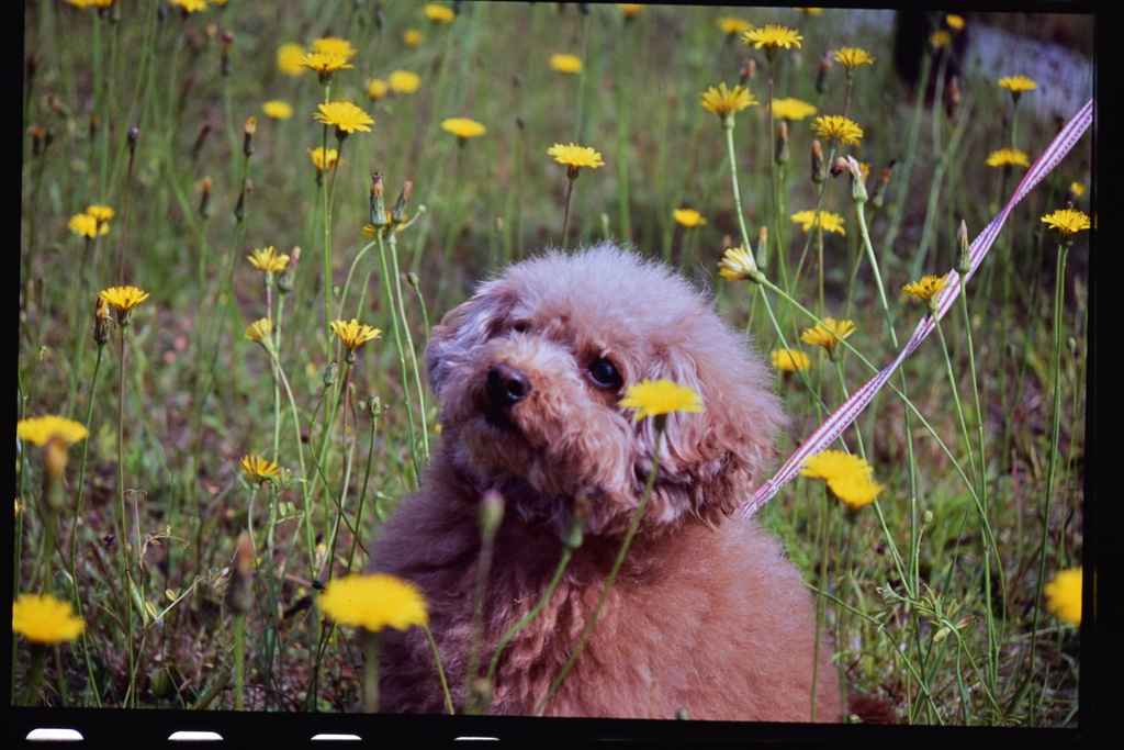 黄色い花と犬①