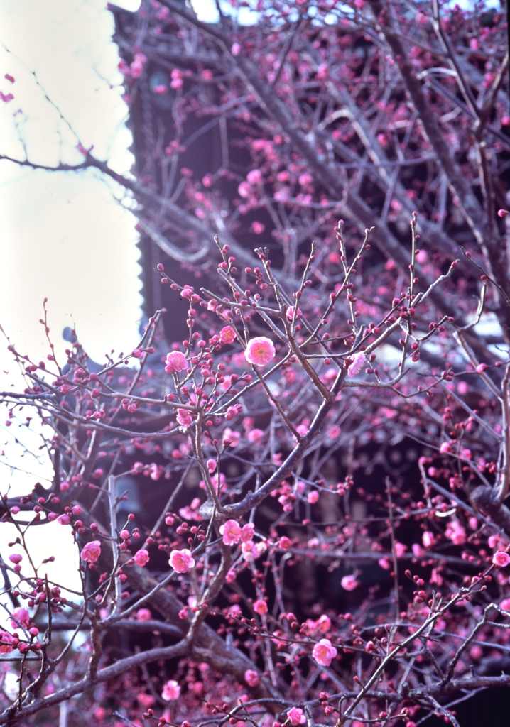 梅花　その弐