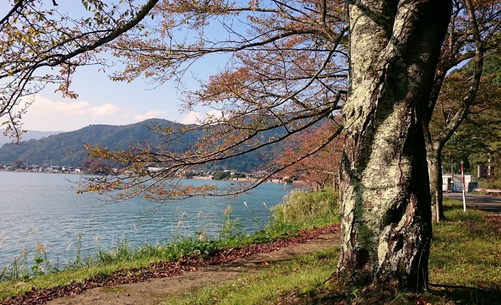海津大崎の秋 その１