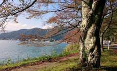 海津大崎の秋 その１