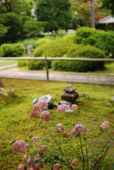 庭の花     (源光庵)