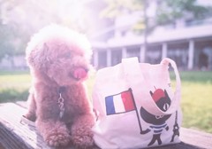 柔らかな光