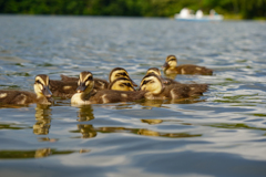 Ducklings