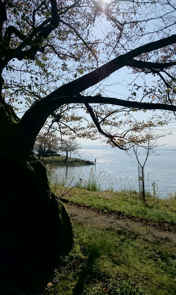 海津大崎の秋 その２