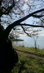 海津大崎の秋 その２