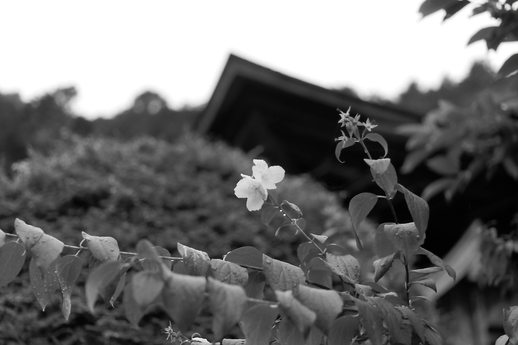 白い花