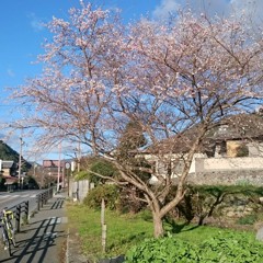 冬桜