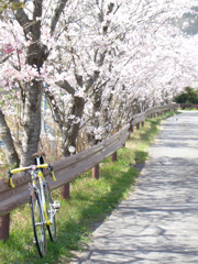 桜の小径