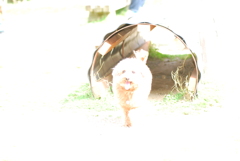 露出オ－バ－
