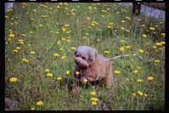 黄色い花と犬②