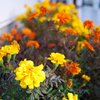 ライ麦パンの花