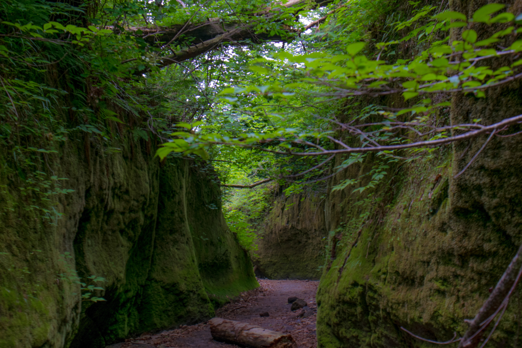 苔の回廊2