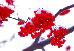 雪帽子
