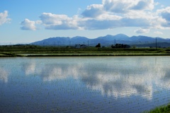 田植え後