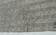 凄い雪