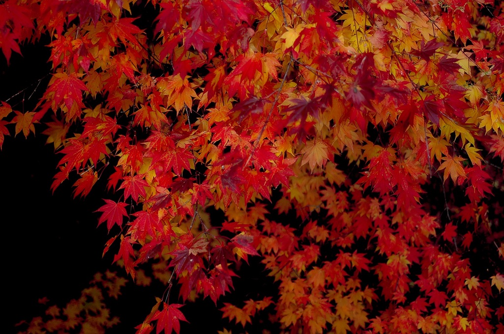 紅に染まる