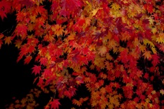 紅に染まる
