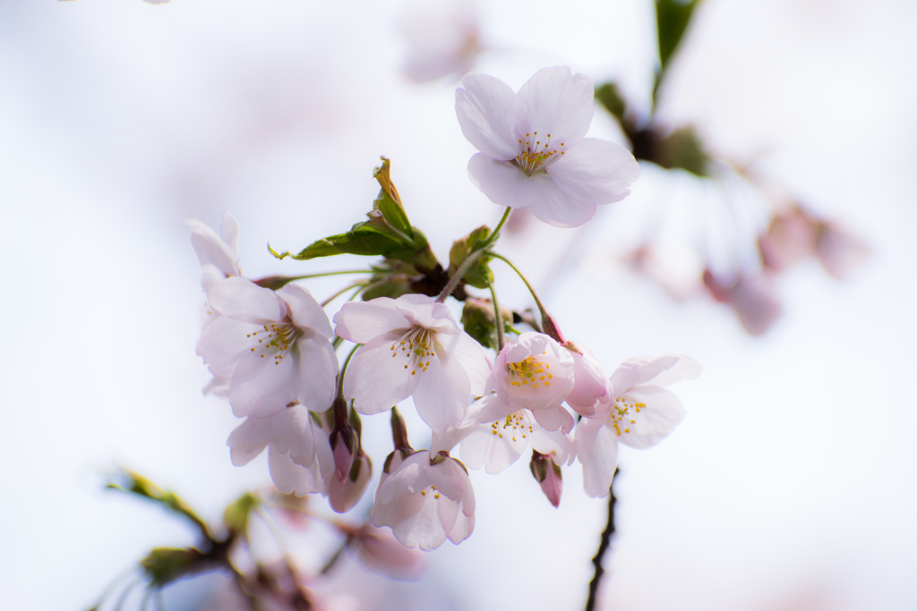 桜は難しい