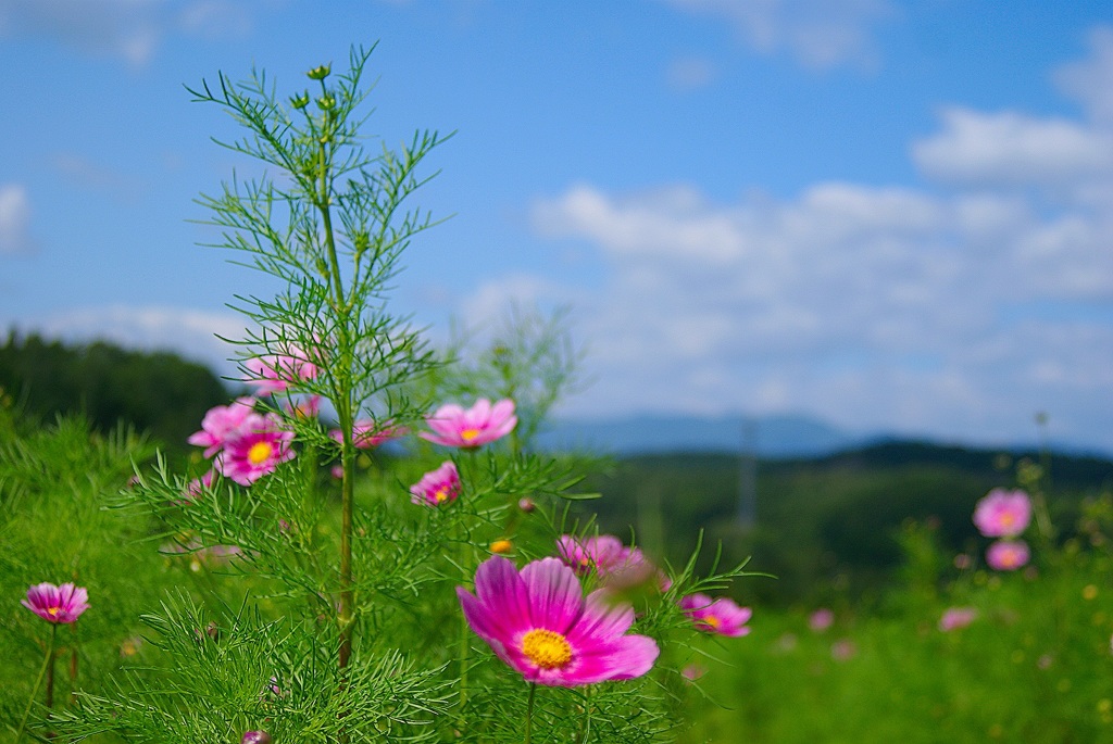 夏の終わり