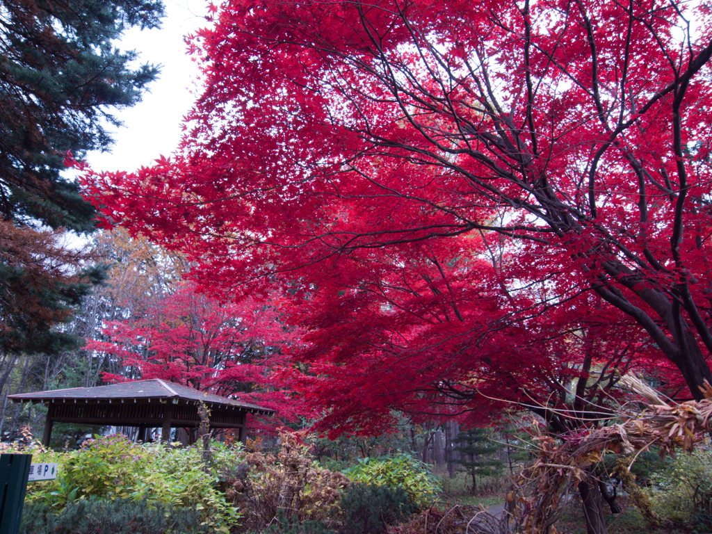嘘みたいに紅い