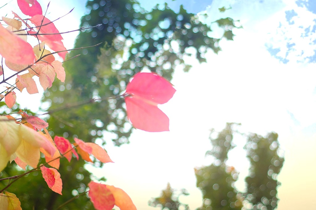 ピンクな紅葉
