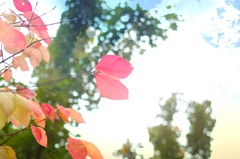 ピンクな紅葉