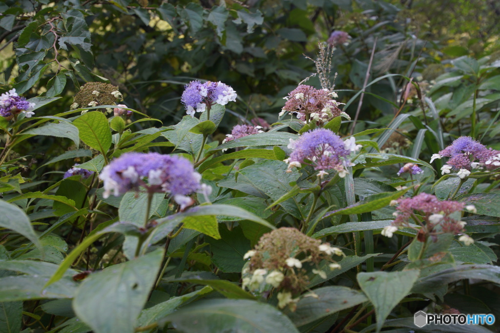 山紫陽花